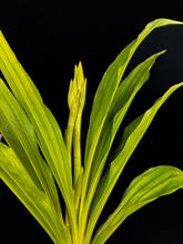 Load image into Gallery viewer, Phaius Lady Ramona Harris &#39;Looking @ You&#39;
