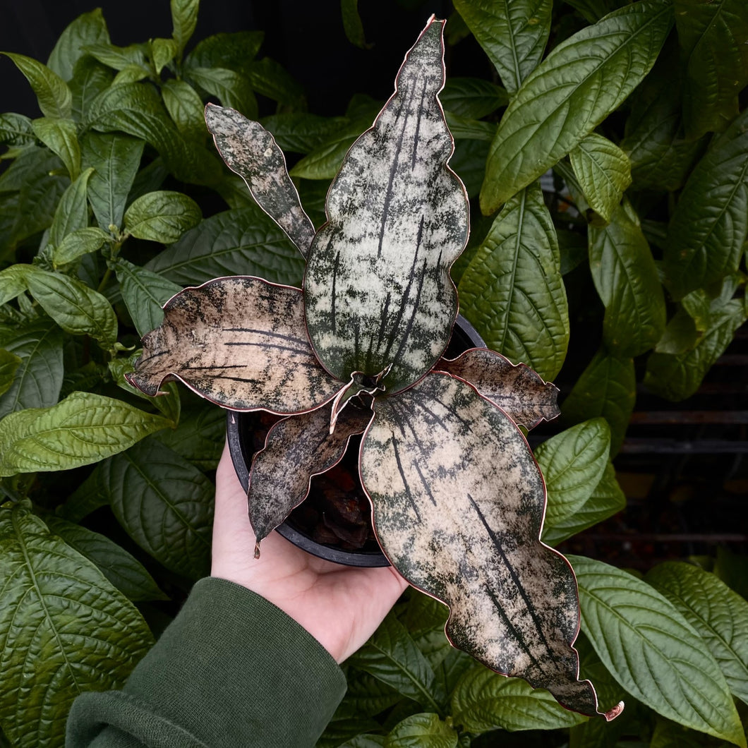 Sansevieria kirkii 'Coppertone'