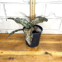 Load image into Gallery viewer, Sansevieria kirkii &#39;Coppertone&#39;
