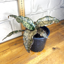 Load image into Gallery viewer, Sansevieria kirkii &#39;Coppertone&#39;
