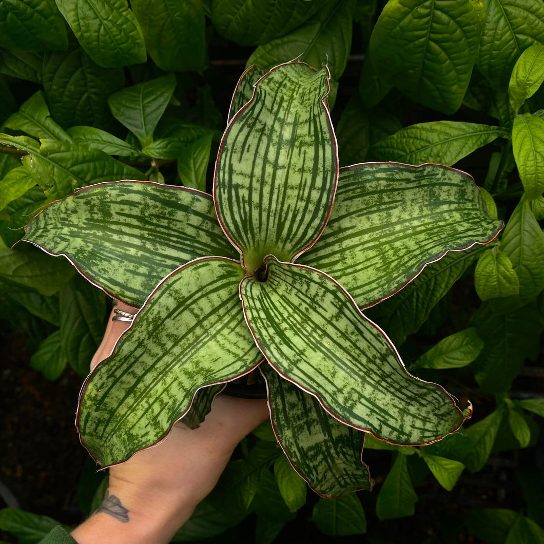 Sansevieria 'Cleopatra'