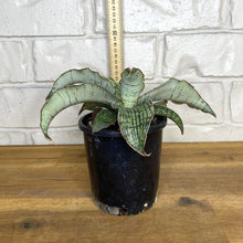 Load image into Gallery viewer, Sansevieria &#39;Cleopatra&#39;
