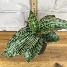 Load image into Gallery viewer, Sansevieria &#39;Cleopatra&#39;
