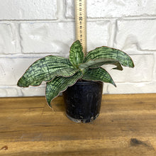 Load image into Gallery viewer, Sansevieria &#39;Cleopatra&#39;
