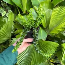 Load image into Gallery viewer, Aeschynanthus radicans &#39;Super Curly&#39;
