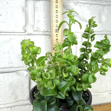 Load image into Gallery viewer, Aeschynanthus radicans &#39;Super Curly&#39;
