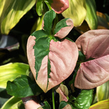 Load image into Gallery viewer, Syngonium &#39;Pink Lava&#39;
