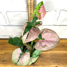 Load image into Gallery viewer, Syngonium &#39;Pink Lava&#39;
