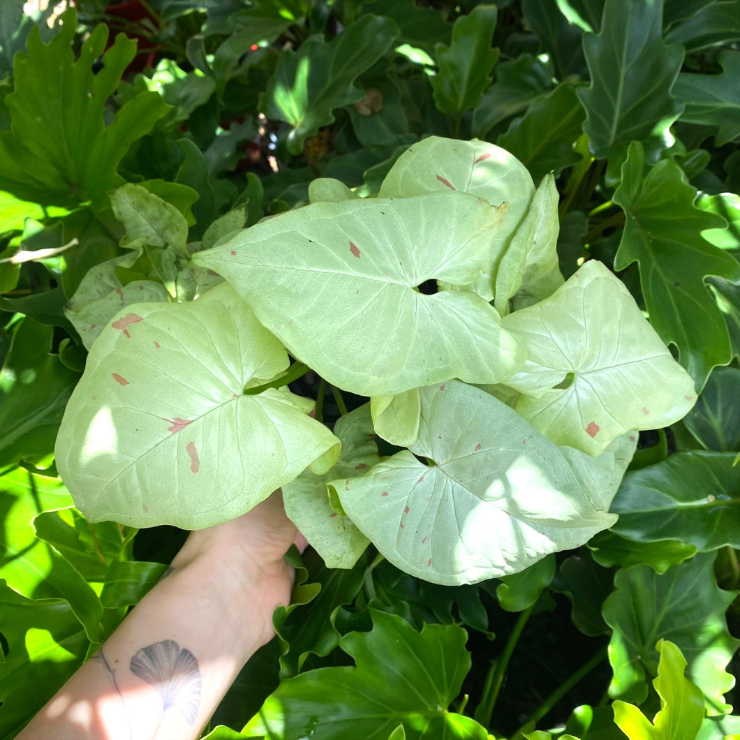 Syngonium 'Milk Confetti'