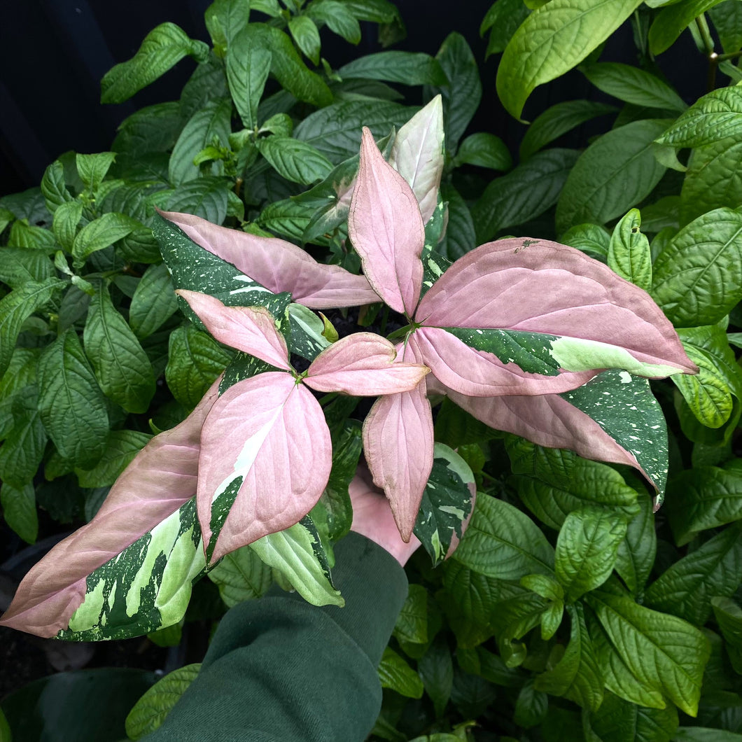 Syngonium 'Red Spot Tricolour'