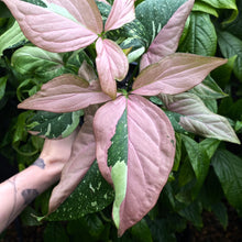 Load image into Gallery viewer, Syngonium &#39;Red Spot Tricolour&#39;
