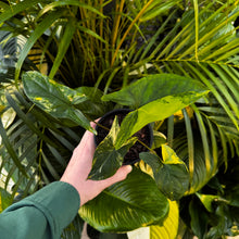 Load image into Gallery viewer, Syngonium &#39;Fantasy Aurea &#39;
