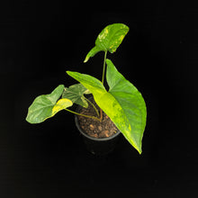Load image into Gallery viewer, Syngonium &#39;Fantasy Aurea &#39;
