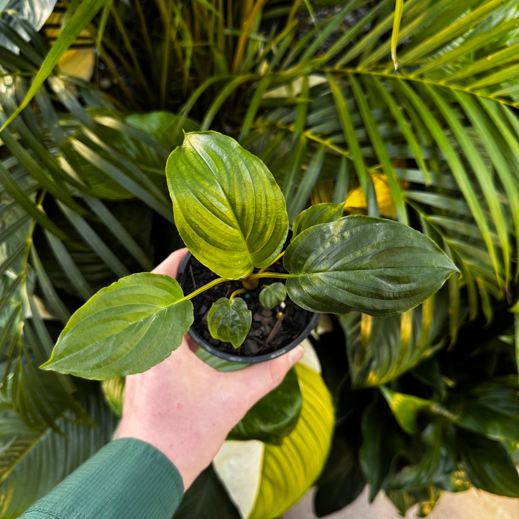 Tacca chantrieri 'Green Bat Plant'