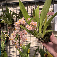 Load image into Gallery viewer, Oncidium Twinkle &#39;Pink Fantasy&#39;
