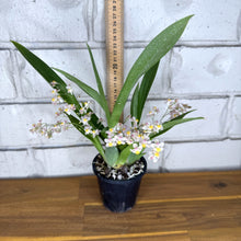 Load image into Gallery viewer, Oncidium Twinkle &#39;Pink Fantasy&#39;
