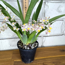 Load image into Gallery viewer, Oncidium Twinkle &#39;Pink Fantasy&#39;
