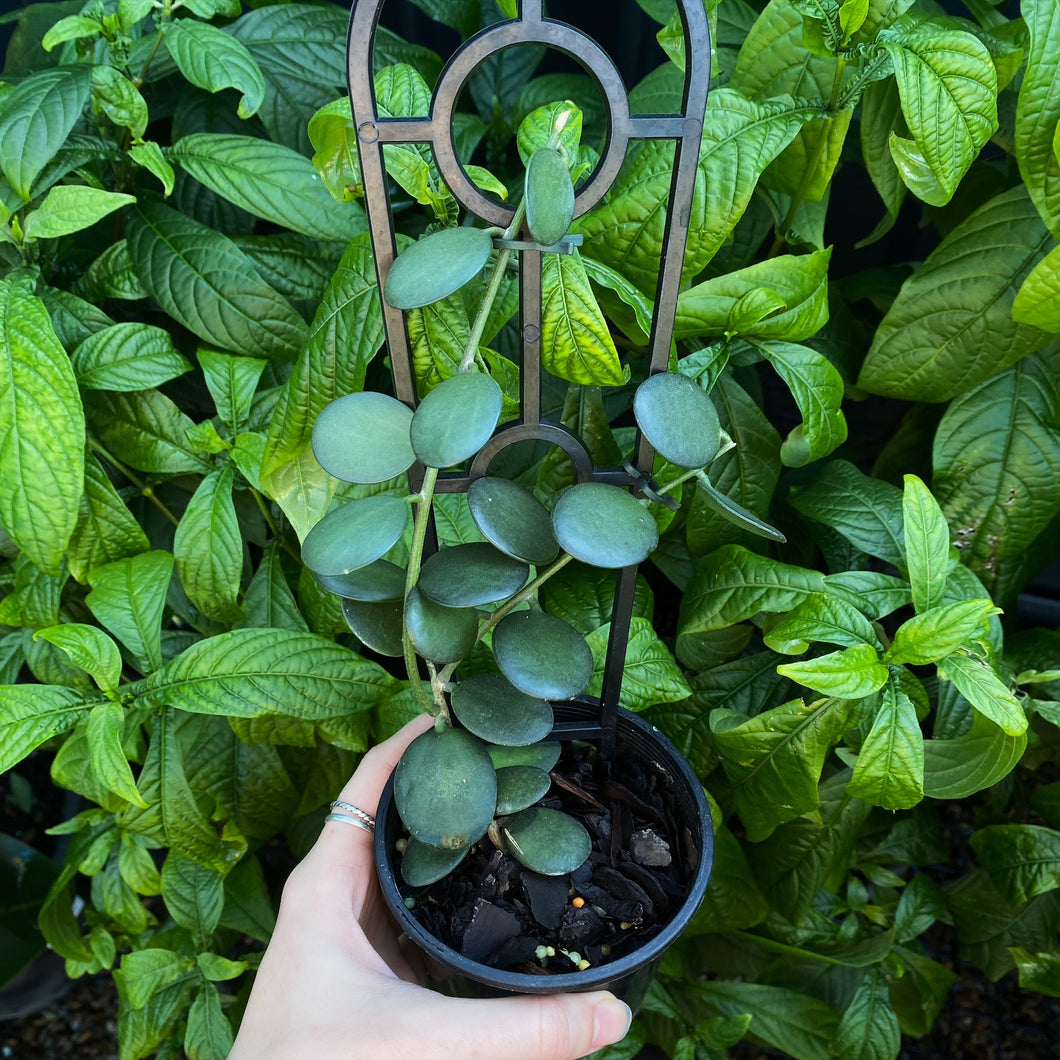 Xerosicyos danguyi ‘Silver Dollar Vine’