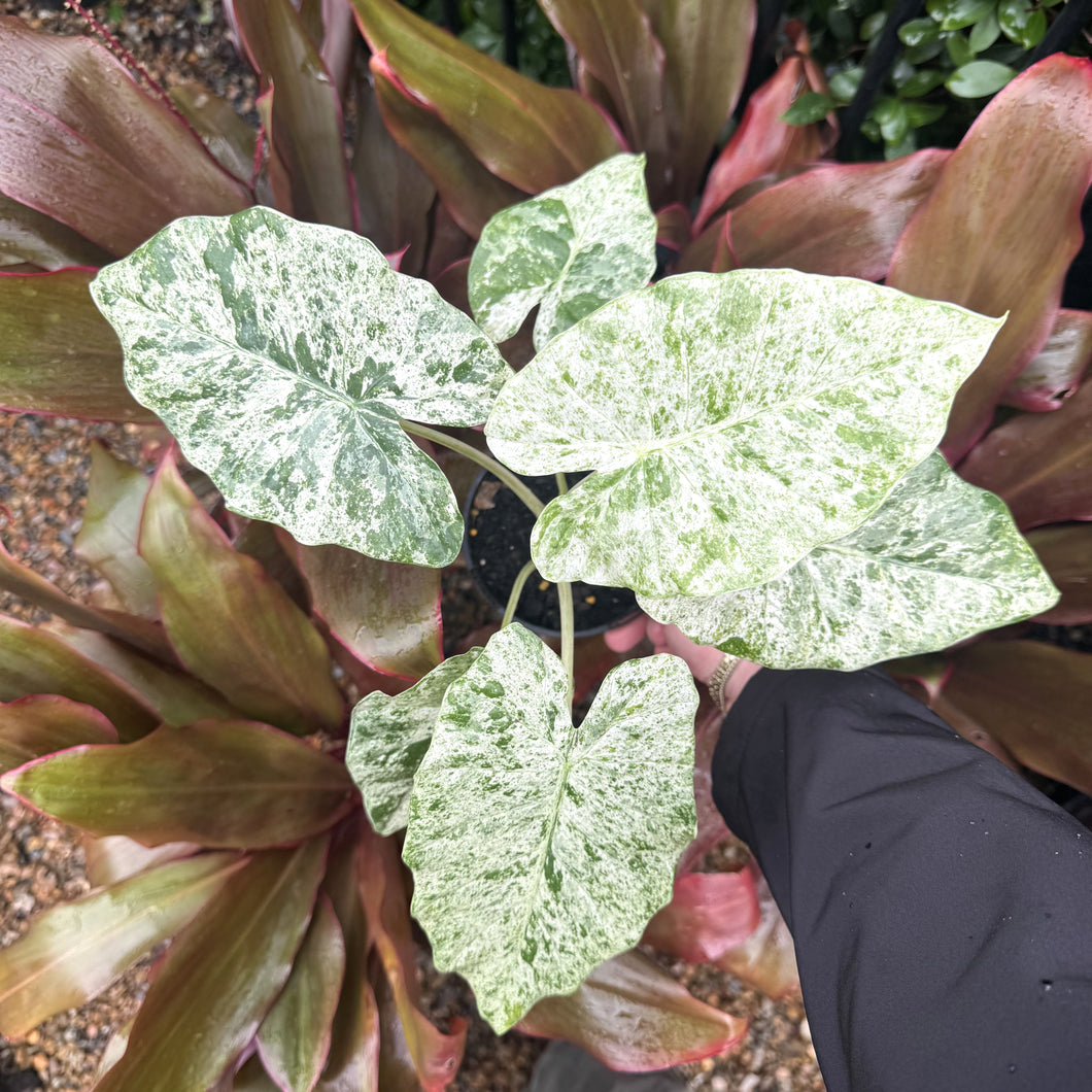 Alocasia macrorrhizos 'Splash'