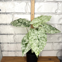 Load image into Gallery viewer, Alocasia macrorrhizos &#39;Splash&#39;
