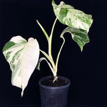 Load image into Gallery viewer, Monstera borsigiana Albo
