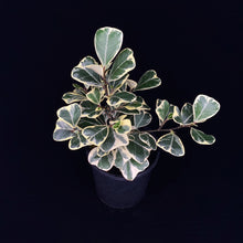 Load image into Gallery viewer, Ficus triangularis &#39;Albo&#39;

