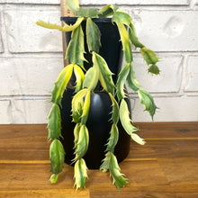 Load image into Gallery viewer, Schlumbergera truncata variegata 'Zygocactus'
