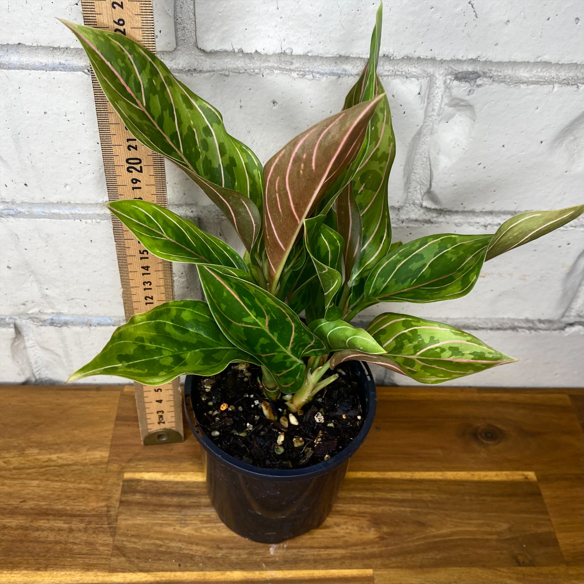 aglaonema pictum red Aglaonema pictum tricolour x rotundum 'Red Army' – The Tropic Gardener