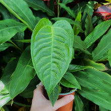 Load image into Gallery viewer, Anthurium veitchii (narrow form)
