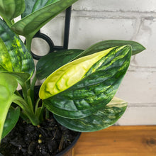 Load image into Gallery viewer, Monstera karstenianum 'Peru' Variegata
