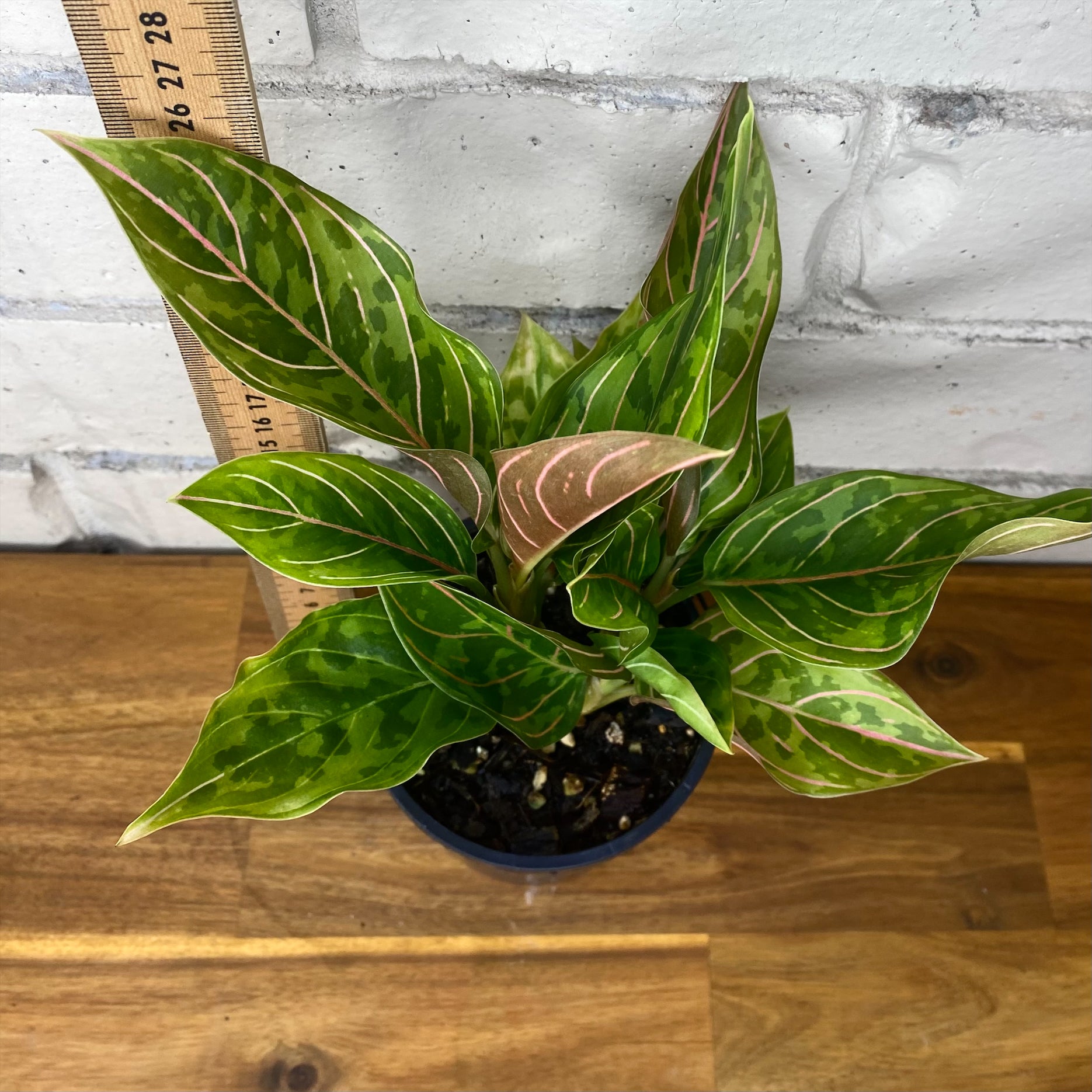 aglaonema pictum tricolour australia Aglaonema pictum tricolour x rotundum 'Red Army' – The Tropic Gardener