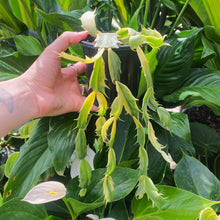 Load image into Gallery viewer, Schlumbergera truncata variegata 'Zygocactus'
