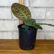 Load image into Gallery viewer, Labisia beccarii 'Turtle Back'
