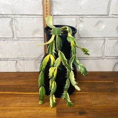 Schlumbergera truncata variegata 'Zygocactus' – The Tropic Gardener