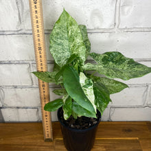 Load image into Gallery viewer, Alocasia odora 'Batik'
