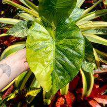 Load image into Gallery viewer, Alocasia odora 'California Aurea'
