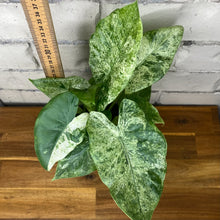 Load image into Gallery viewer, Alocasia odora 'Batik'
