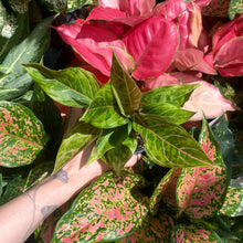 Load image into Gallery viewer, Aglaonema pictum tricolour x rotundum 'Red Army'

