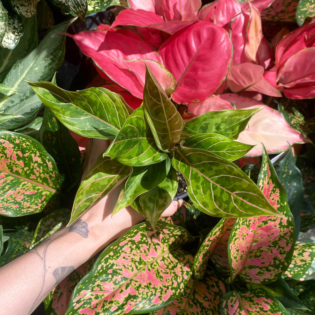 clone dieffenbachia Dieffenbachia 'Camouflage' | Indoor Plant | Tropical Plant | Potted Plant