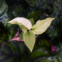Load image into Gallery viewer, Anthurium hookeri variegata
