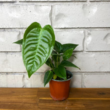 Load image into Gallery viewer, Anthurium veitchii (narrow form)
