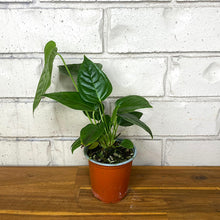Load image into Gallery viewer, Anthurium veitchii (narrow form)
