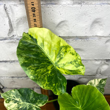 Load image into Gallery viewer, Alocasia odora 'California Aurea'
