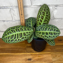 Load image into Gallery viewer, Labisia beccarii 'Turtle Back'
