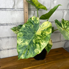 Load image into Gallery viewer, Alocasia odora 'California Aurea'
