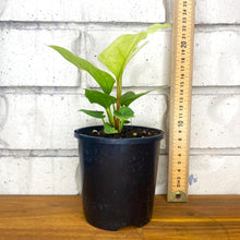 Load image into Gallery viewer, Anthurium hookeri variegata
