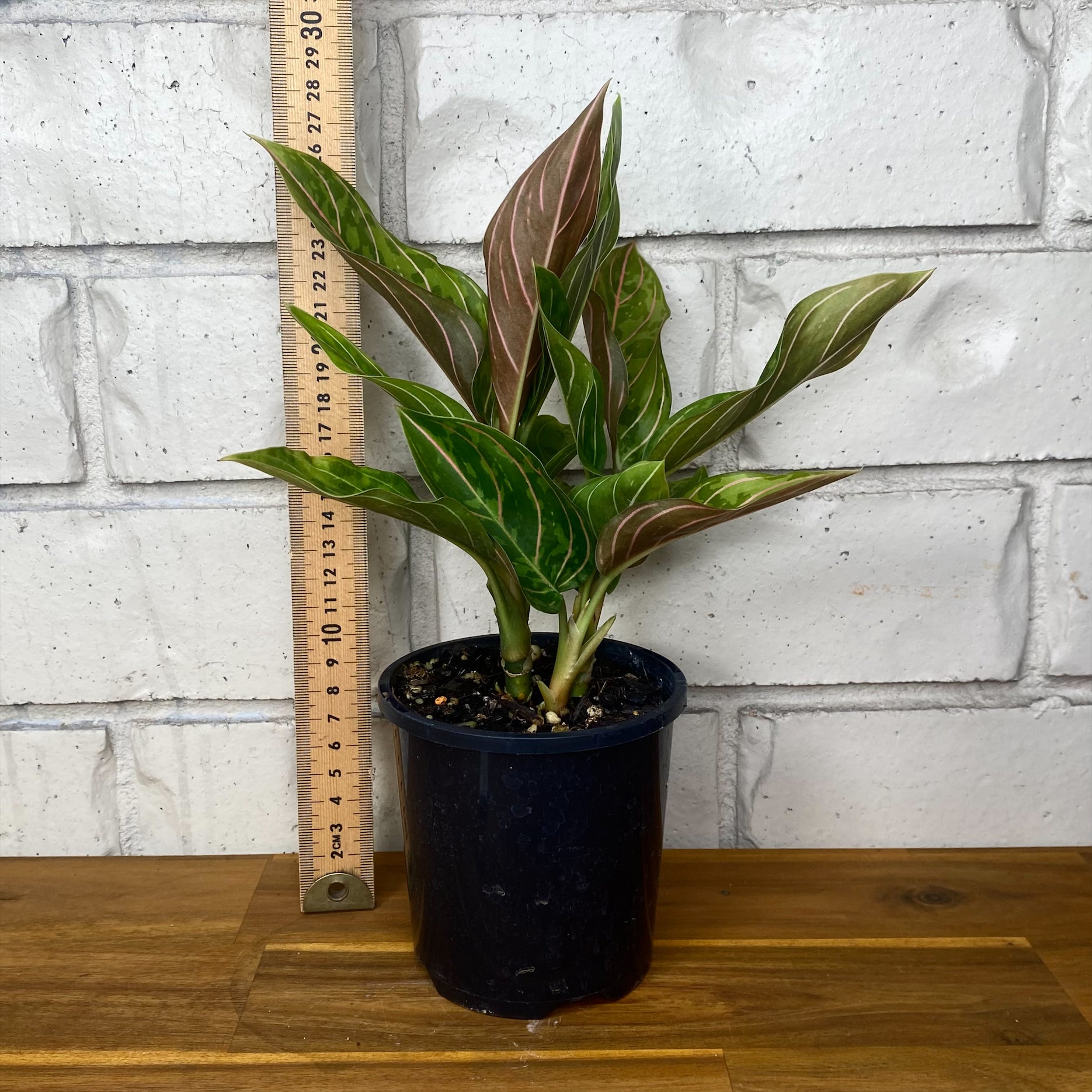 aglaonema rotundum red army Aglaonema pictum tricolour x rotundum 'Red Army' – The Tropic Gardener