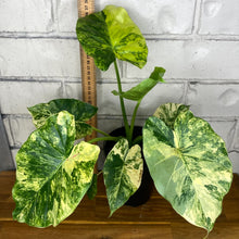 Load image into Gallery viewer, Alocasia odora 'California Aurea'
