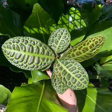 Load image into Gallery viewer, Labisia beccarii 'Turtle Back'
