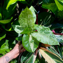 Load image into Gallery viewer, Alocasia odora 'Batik'
